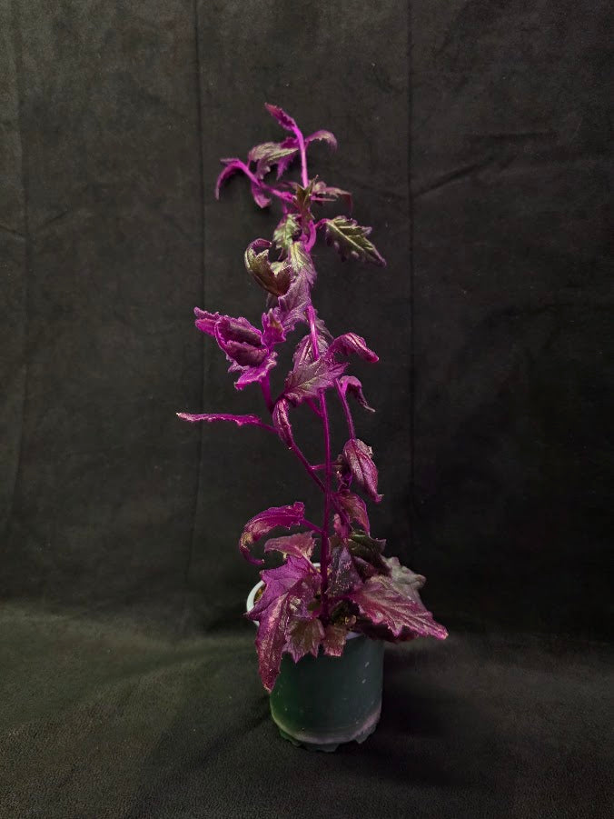Purple Passion #08
