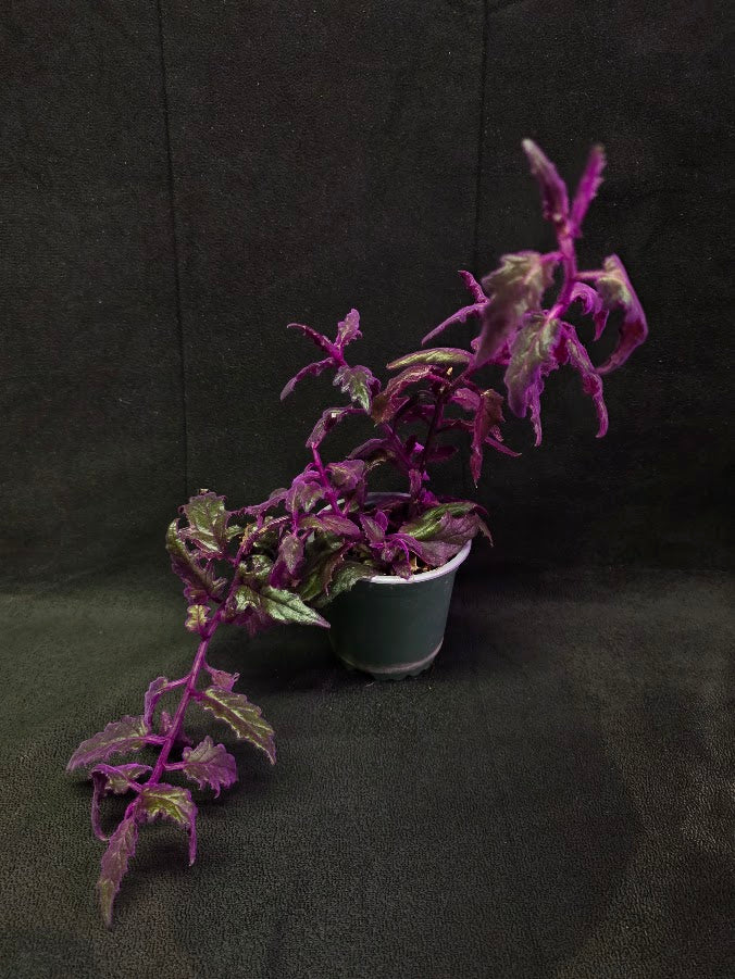 Purple Passion #09