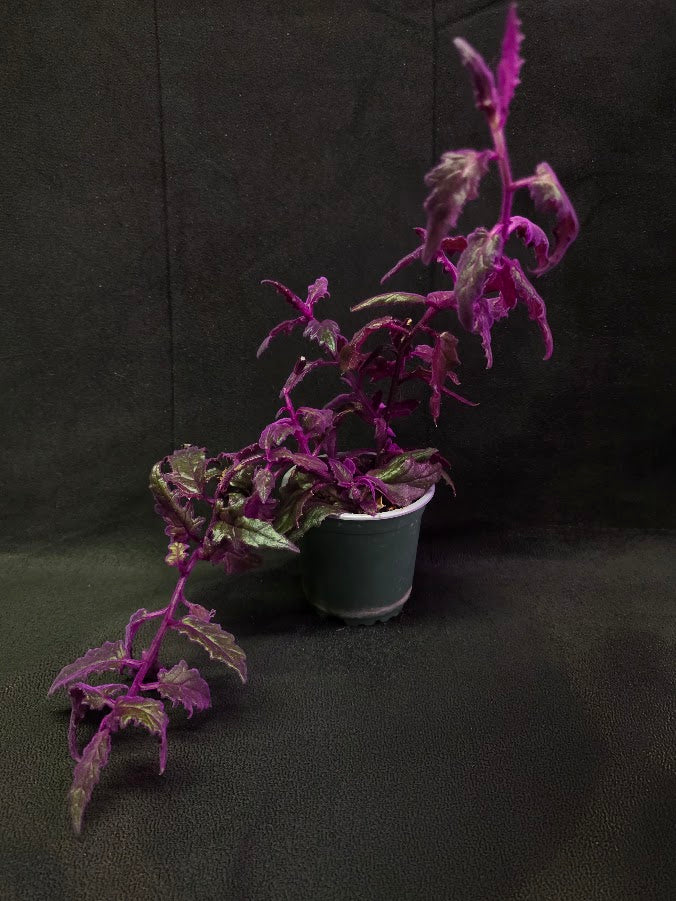 Purple Passion #09