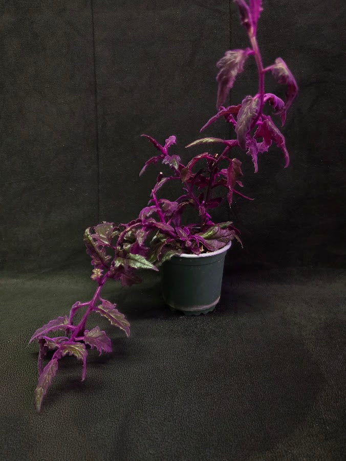 Purple Passion #09