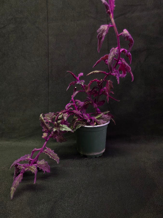 Purple Passion #09