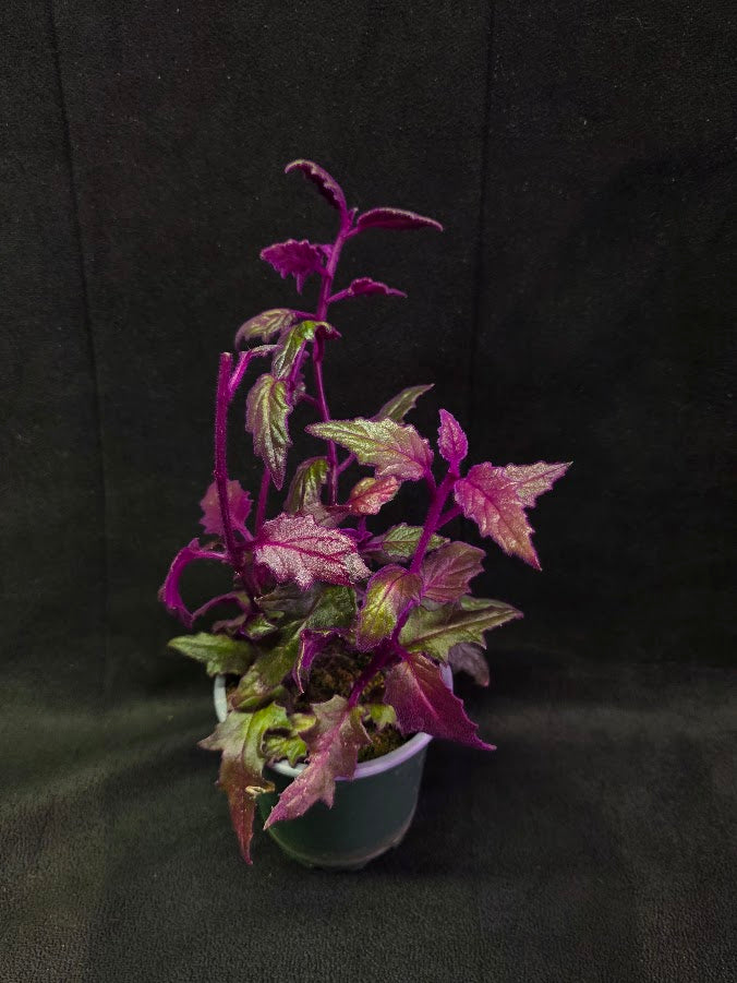 Purple Passion #10