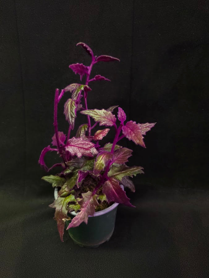 Purple Passion #10