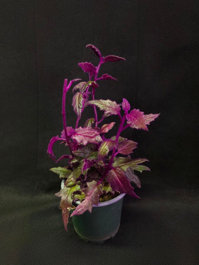 Purple Passion #10