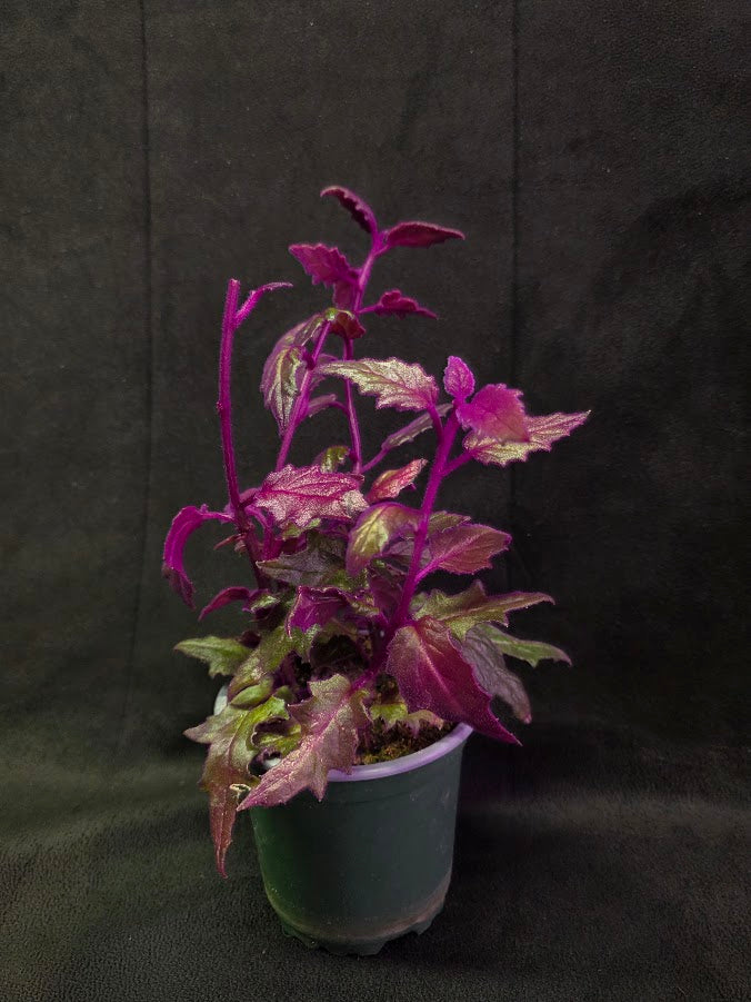 Purple Passion #10