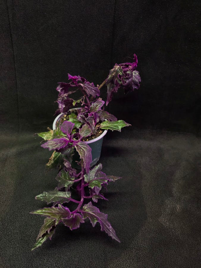 Purple Passion #11