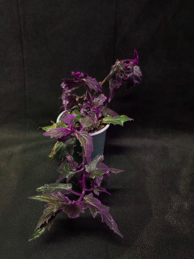 Purple Passion #11