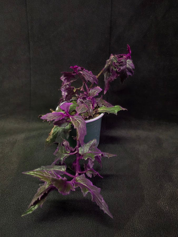 Purple Passion #11