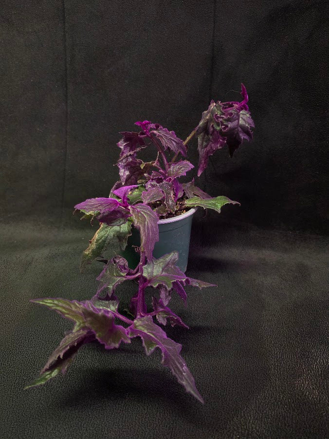 Purple Passion #11
