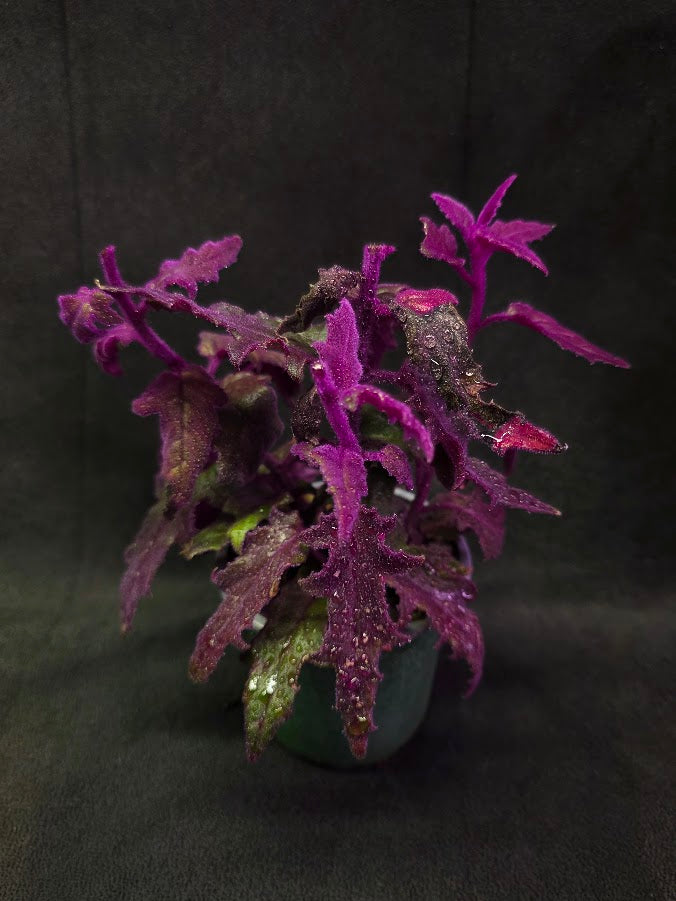 Purple Passion #12