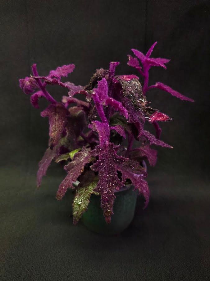 Purple Passion #12