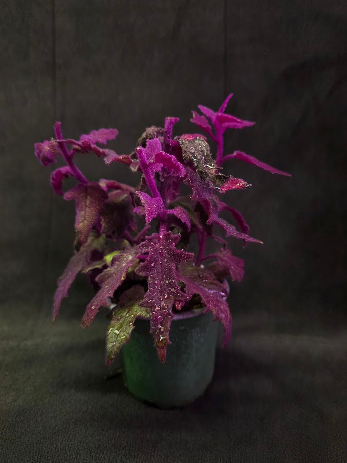 Purple Passion #12