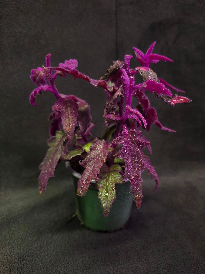 Purple Passion #12