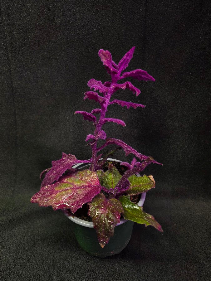 Purple Passion #13