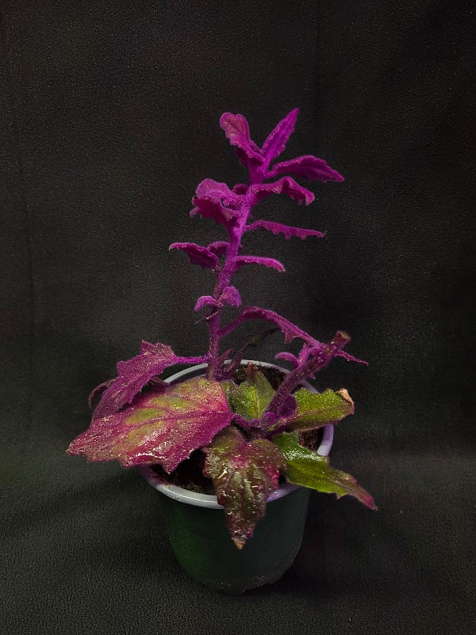 Purple Passion #13
