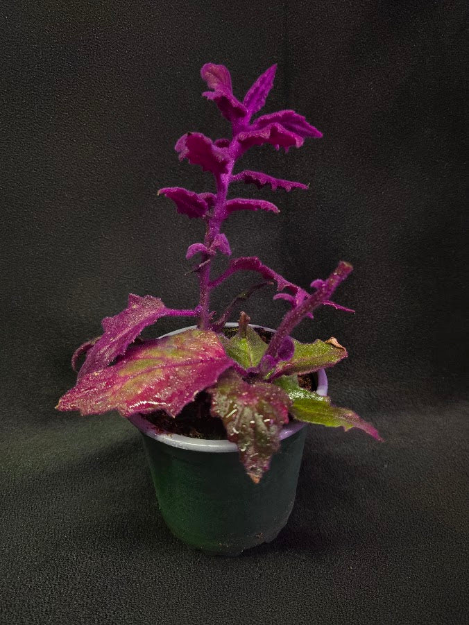 Purple Passion #13