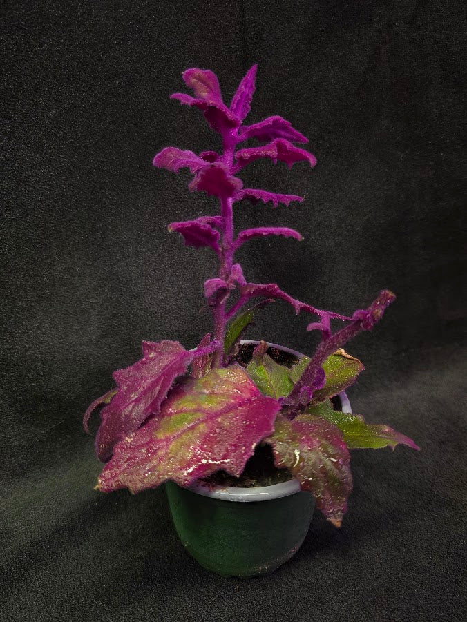 Purple Passion #13