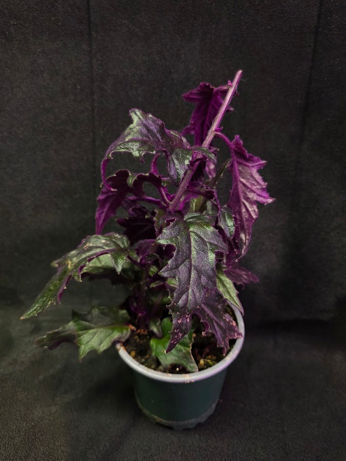 Purple Passion #14