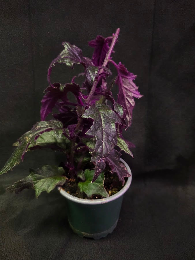 Purple Passion #14