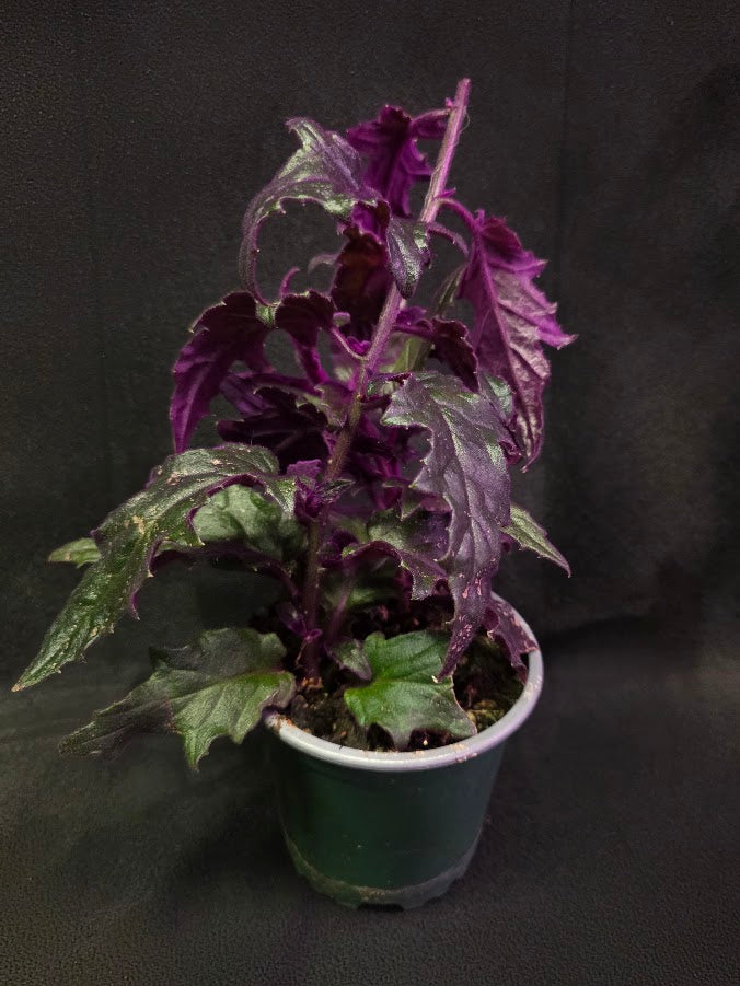 Purple Passion #14