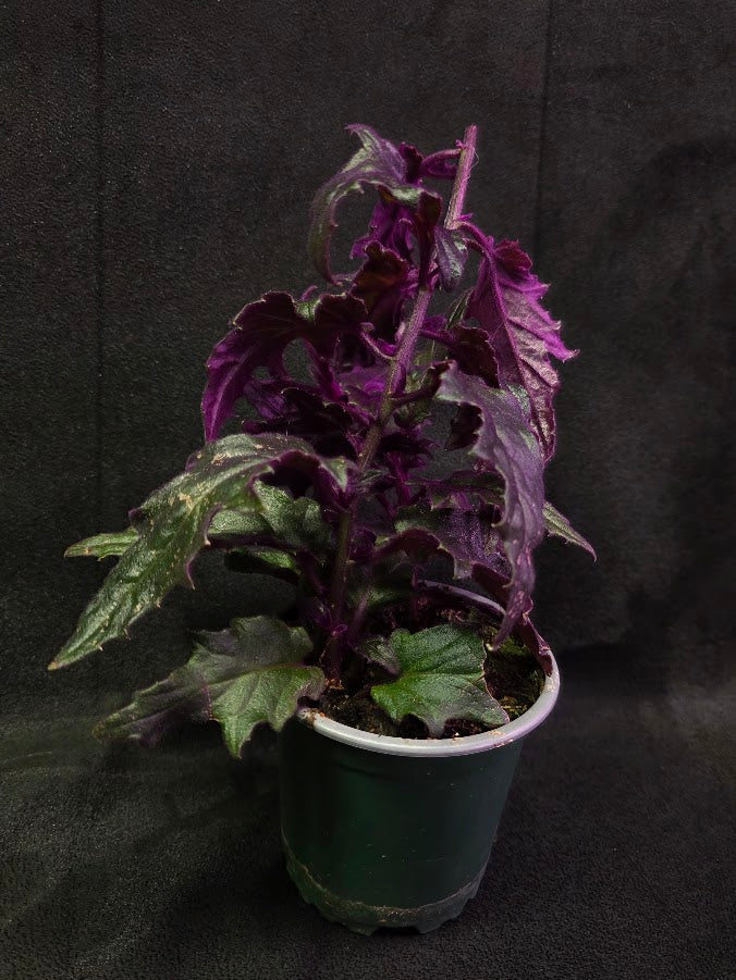 Purple Passion #14