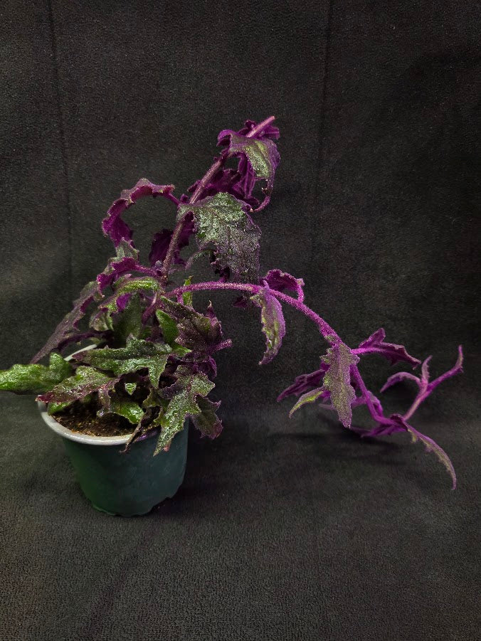 Purple Passion #15