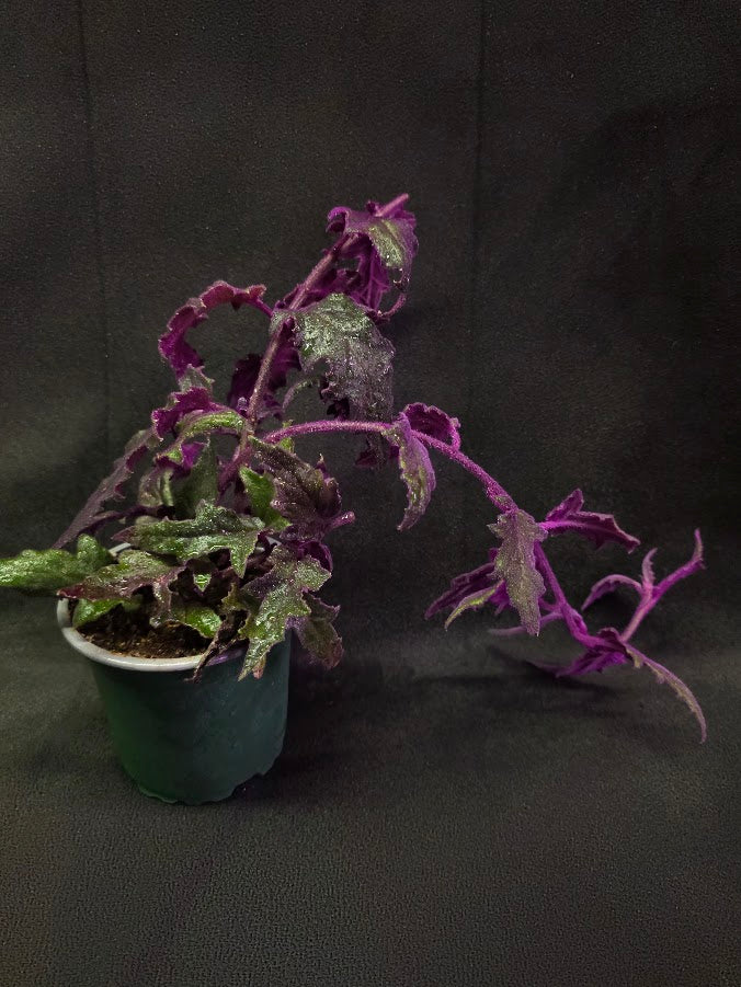 Purple Passion #15