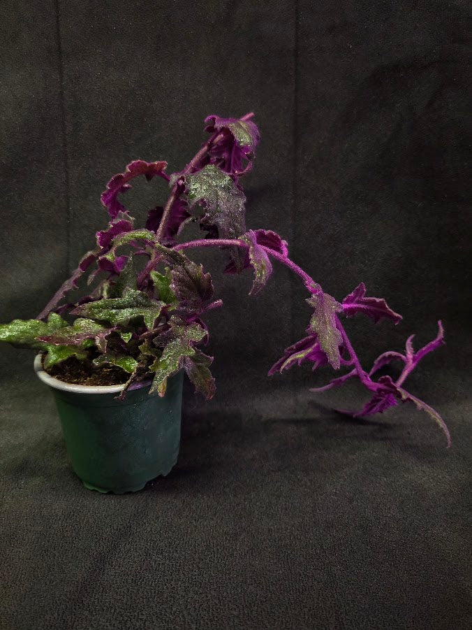 Purple Passion #15