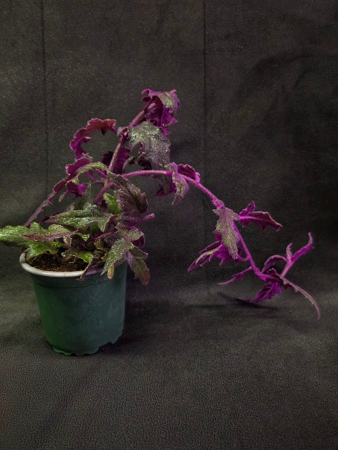 Purple Passion #15