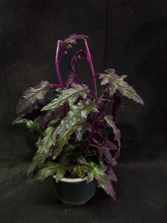 Purple Passion #16