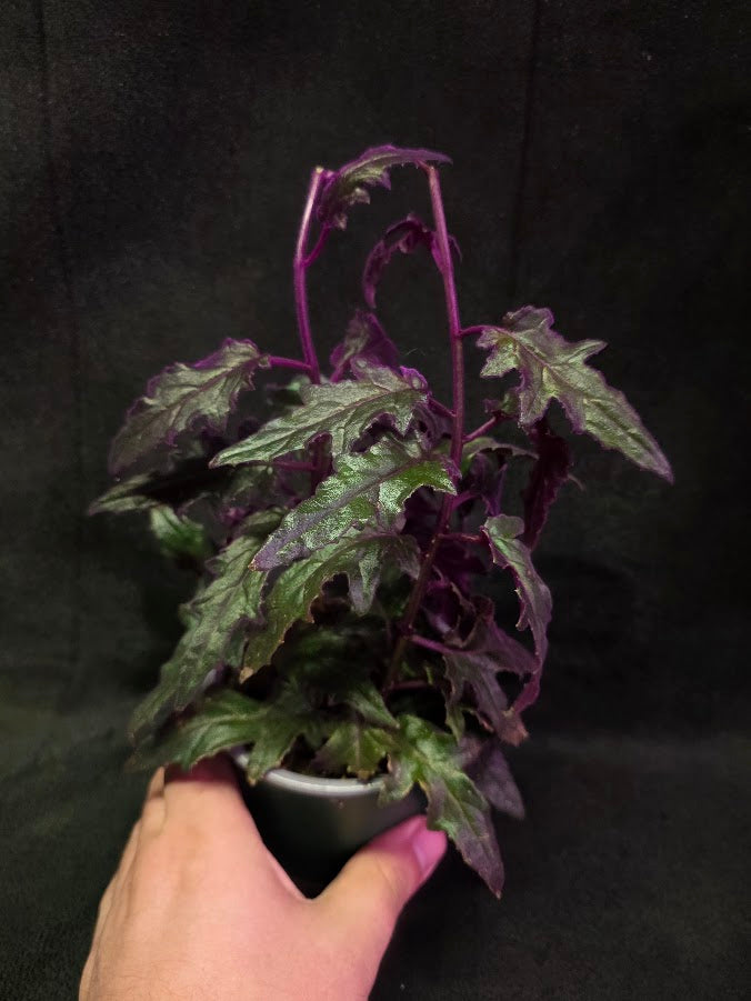 Purple Passion #16