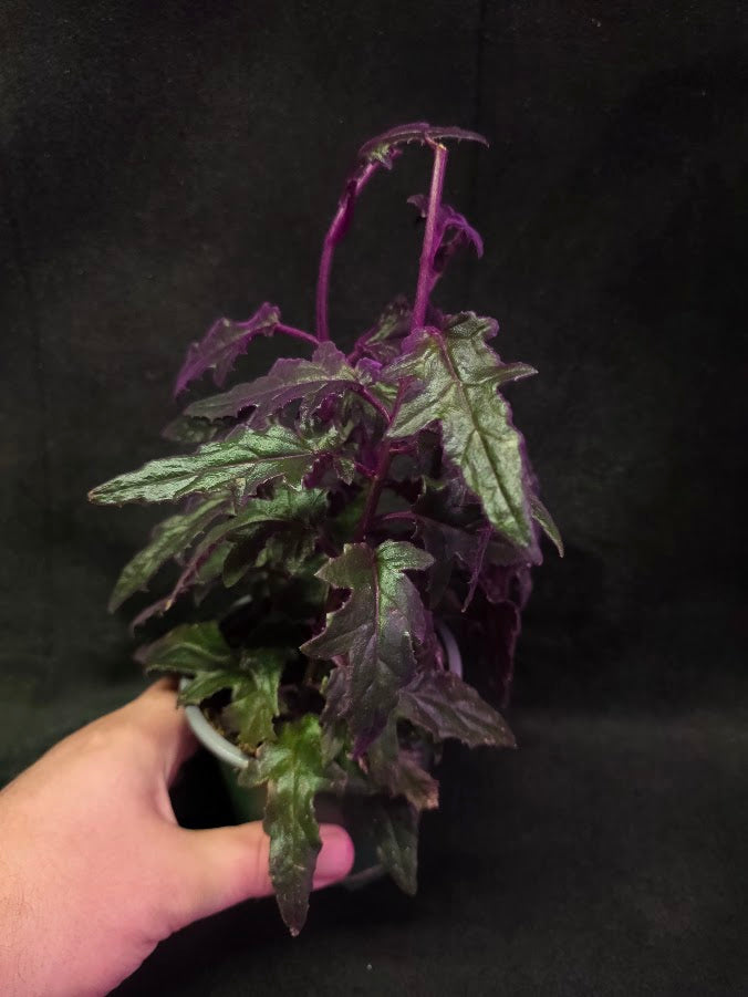 Purple Passion #16