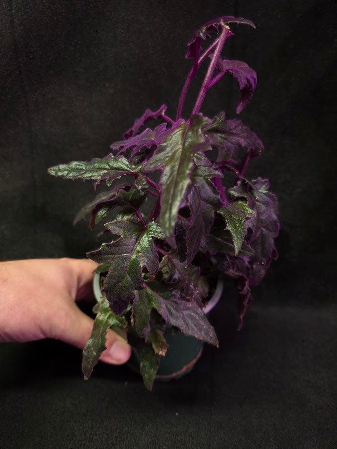 Purple Passion #16