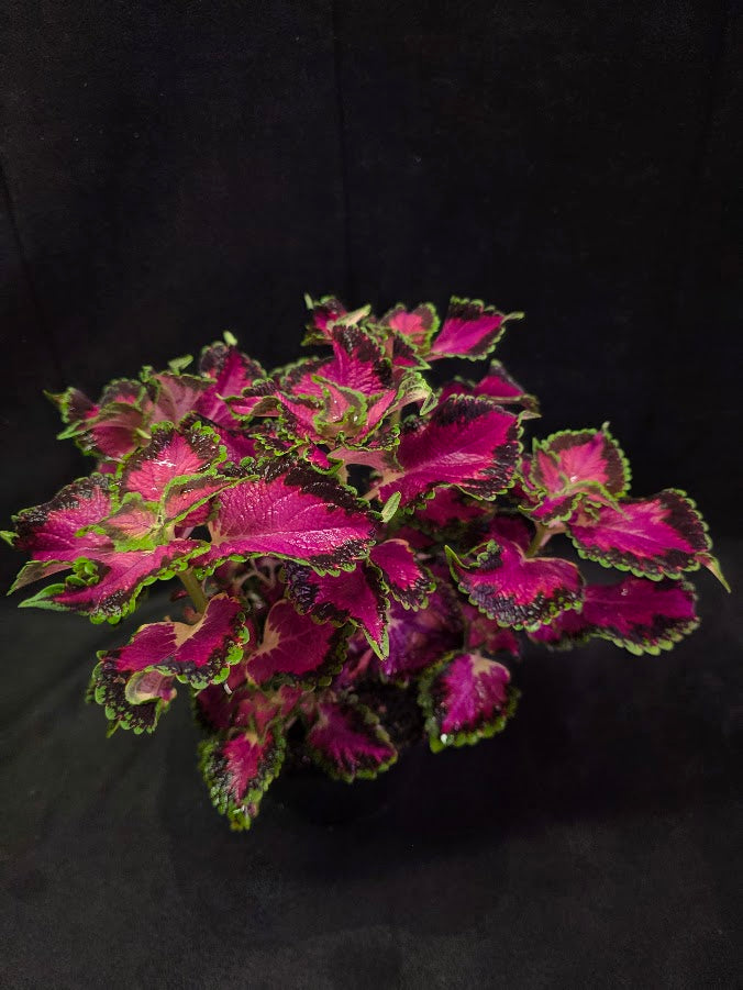 Coleus Talavera Pink Tricolor #01