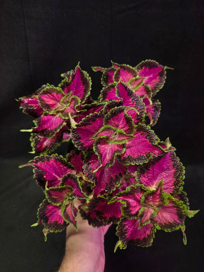 Coleus Talavera Pink Tricolor #01