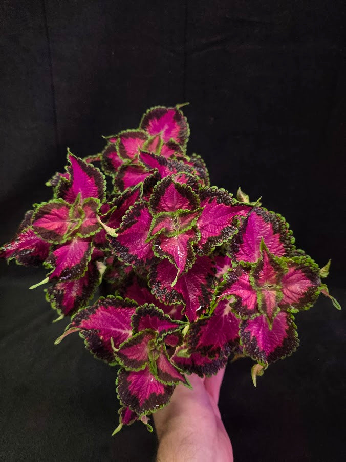 Coleus Talavera Pink Tricolor #01