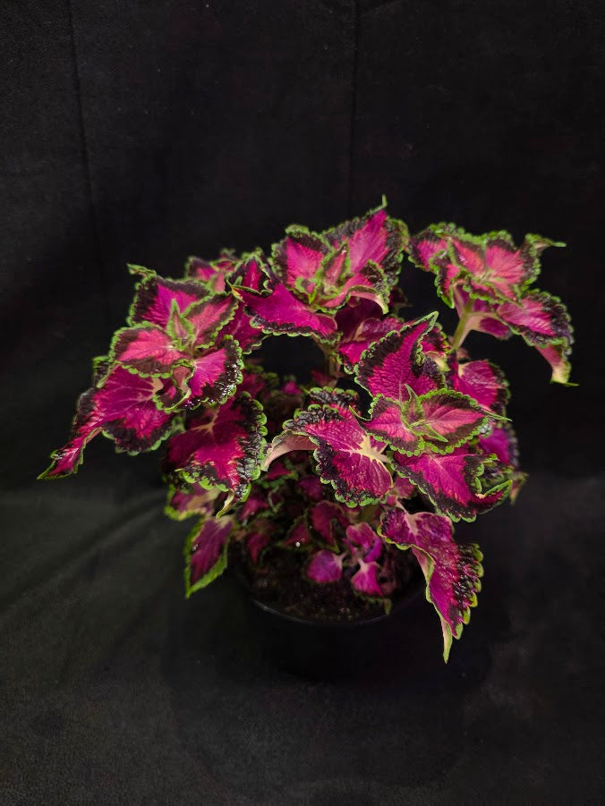 Coleus Talavera Pink Tricolor #01