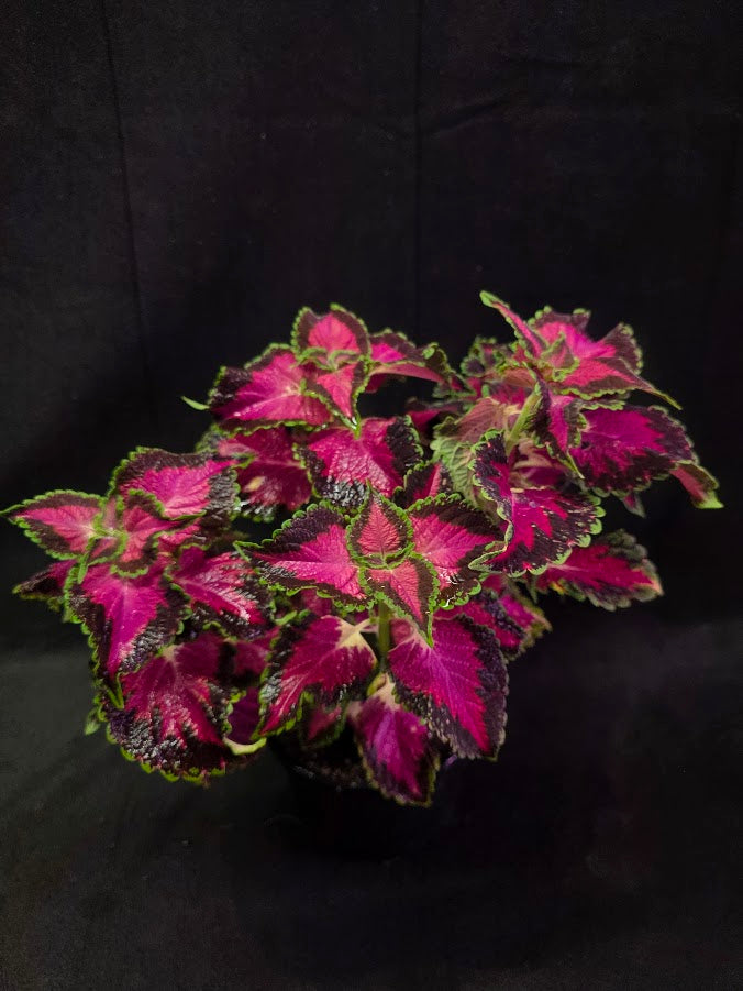 Coleus Talavera Pink Tricolor #02