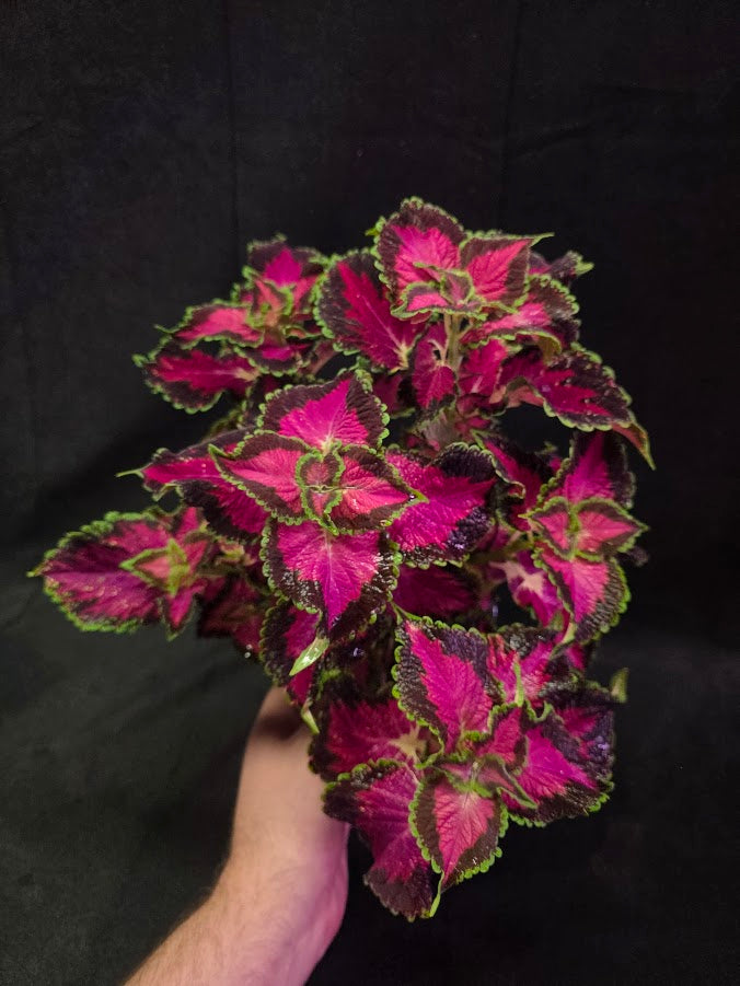Coleus Talavera Pink Tricolor #02