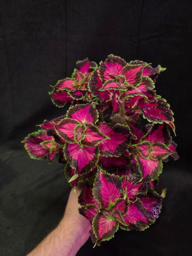 Coleus Talavera Pink Tricolor #02