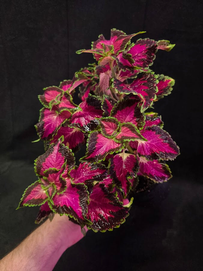 Coleus Talavera Pink Tricolor #02