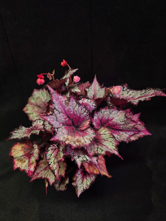 Cherry Mint Rex Begonia #01