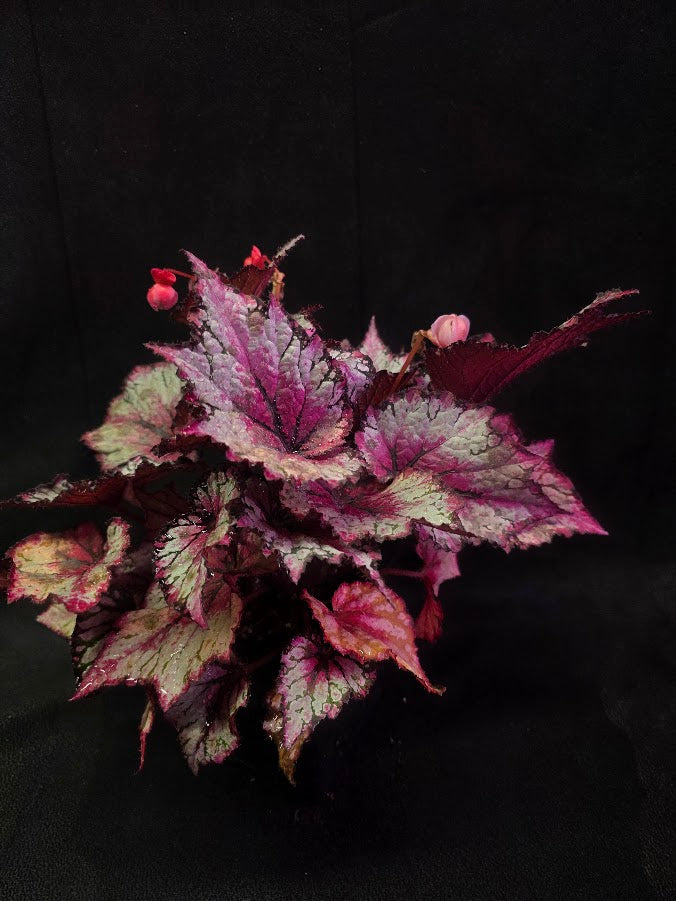 Cherry Mint Rex Begonia #01