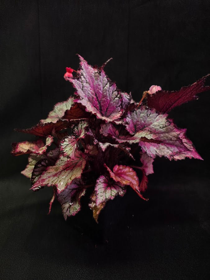Cherry Mint Rex Begonia #01