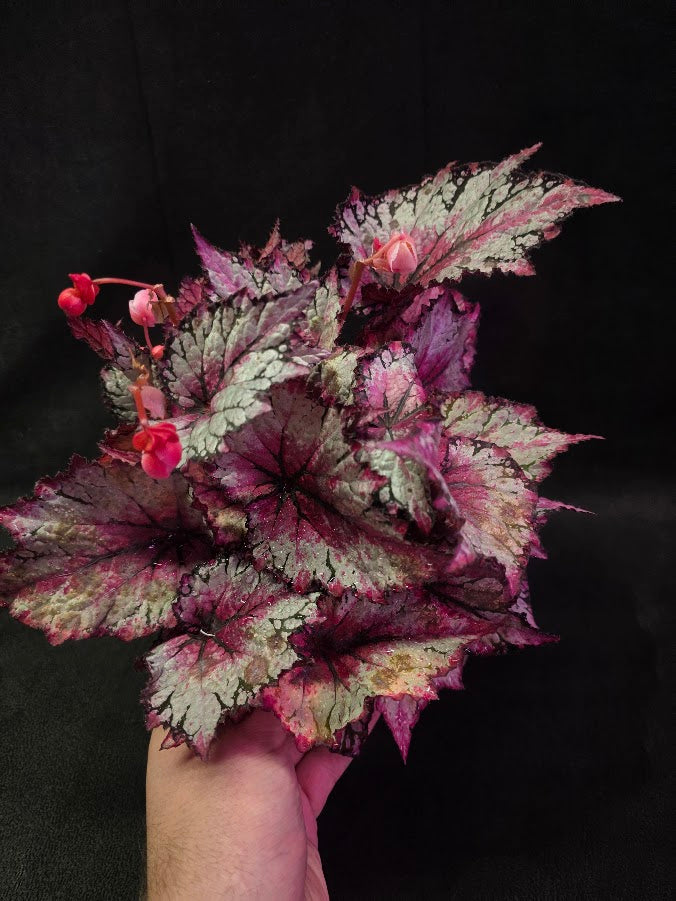 Cherry Mint Rex Begonia #01
