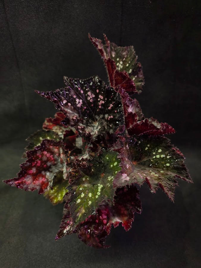 Begonia Rex Dino Black Sky #01