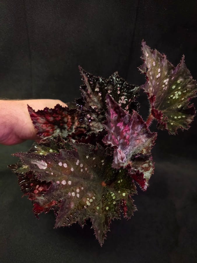 Begonia Rex Dino Black Sky #01