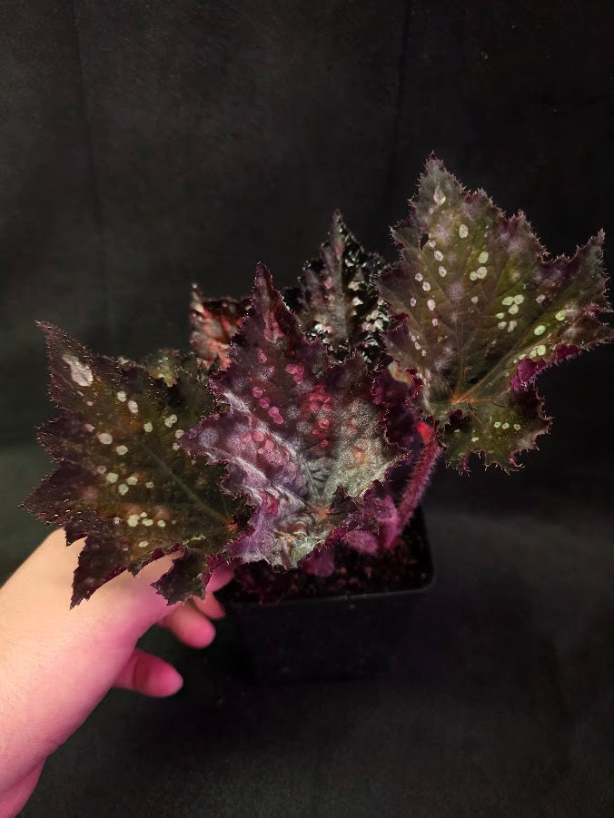Begonia Rex Dino Black Sky #01