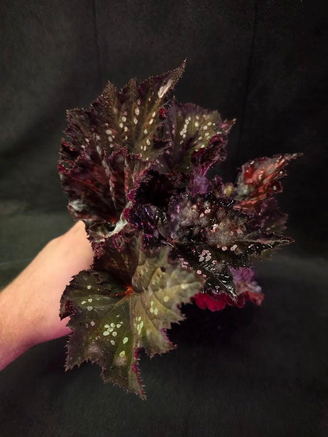 Begonia Rex Dino Black Sky #01
