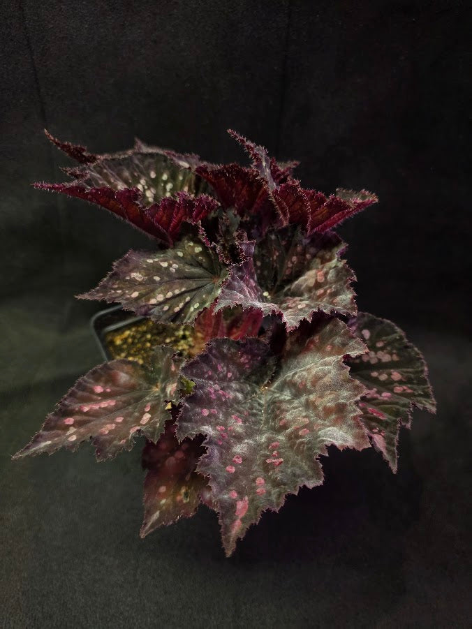 Begonia Rex Dino Black Sky #02